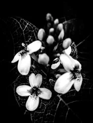 Blomst nr. 50 (bilde)