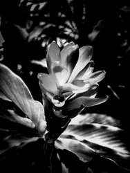 Blomst nr. 53 (bilde)