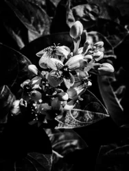 Blomst nr. 7, 2025 (bilde)