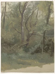 skogutsikt