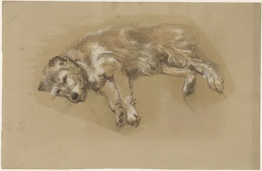liggende hund