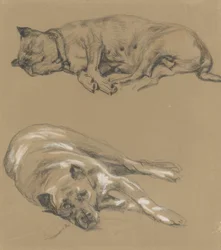 To studier av en liggende hund