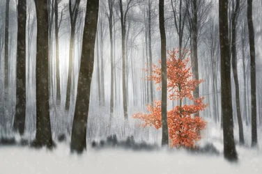 Appelsintreet – Vinterskogen