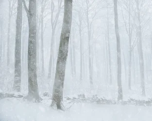 Vintersnøfall i skogen