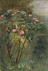 Rosebusken