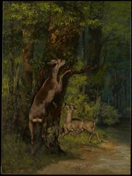 Hjort i skogen