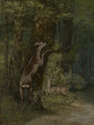 Hjort i skogen