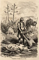 Forberedelse av Aloe eller agave d'amerique, for å fjerne strenger som brukes til å sele hester, blader som brukes til å lage feltgjerder, tegning av Gustave Dore (1832-1883), for å illustrere hans reise til Spania med C.Davillier i 1862. Gravering i &