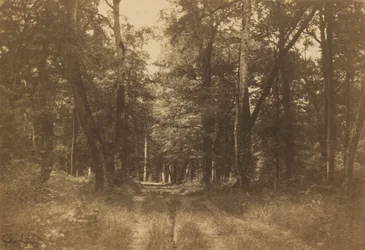 Bas-Bréau, Fontainebleau-skogen, 1849–1852 (foto)