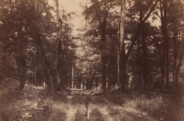 Bas-Breau, Fontainebleau-skogen, 1852 (foto)