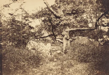 Knudret eiketre nær l#39;Epine-krysset