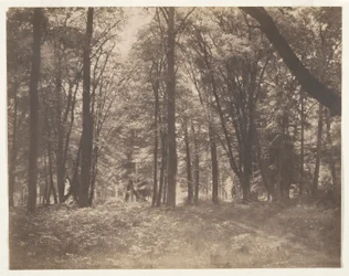 La forêt de Fontainebleau (Skogen ved Fontainebleau)