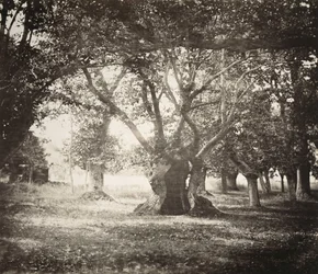 Tre, Fontainebleau-skogen