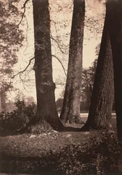 Trestammer, Fontainebleau, 1855 (foto)
