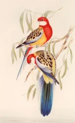 Black Parakeet / Chromolithography. v. J. Gould