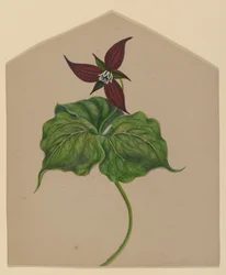 Burgunder rød blomst