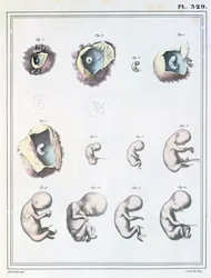 Diagram som viser stadier av embryonal utvikling, fra 