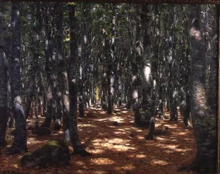 Solbelyst skog
