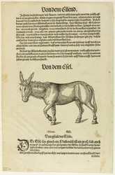 Illustrasjon fra «Thierbuch», plate 42 fra Tresnitt fra bøker fra det XVI århundre