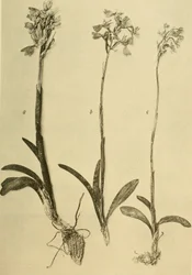 Annaler fra det keiserlige og kongelige naturhistoriske hoffmuseet (1914) (18201357971)