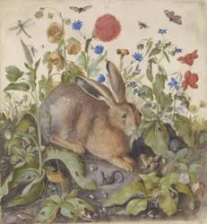 En hare blant planter, 1582