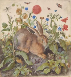 En hare blant planter