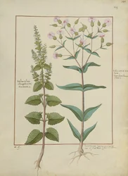 Fru Fr. Fv VI #1 fol.148r Illustrasjon fra Book of Simple Medicines av Mattheaus Platearius (d.c.1161) c.1470