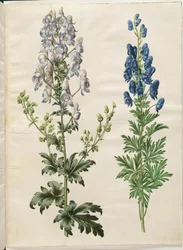 Spraglete akonitt (broget stormhatt); Aconite napellus (ægte stormhatt)