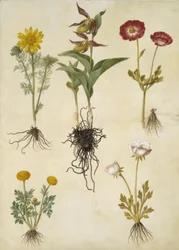 Vernal Adonis (vår-adonis); Cypripedium calceolus (stor fruesko); Asiatisk ranunkel (har-ranunkel); Smørblomst (art af ranunkel)