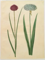 Allium sphaerocephalon (middelhavsløk); Allium nigrum (svart løk)
