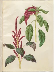 Blodig Amaranthus (rød amarant); Amaranthus caudate (revehale-amarant)