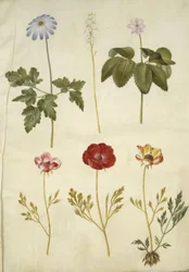 Anemone apennina (Apennines anemone); Tiarella cordifolia (vanlig skumblomst); Anemone trifolia (triplett anemone); Ranunculus asiaticus (hagesmørblomst)