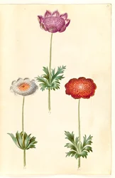Anemone coronaria (fransk anemone)