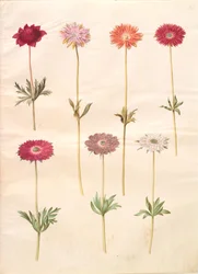 Anemone coronaria (fransk anemone); Anemone ×fulgens (skinnende anemone)