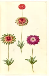 Anemone ×fulgens (skinnende anemone)