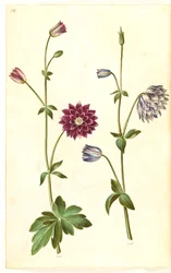 Aquilegia vulgaris (vanlig akelei)