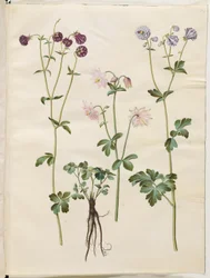 Aquilegia vulgaris (vanlig akelei)