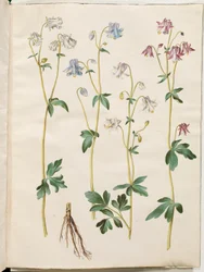 Aquilegia vulgaris (vanlig akelei)