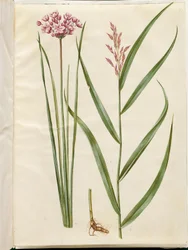 Butomus umbellatus (brudelys); Phragmites australis (vanlig siv)