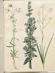 Campanula persicifolia (smalbladet kloke); Pyramideklokke (pyramideklokke); Anthericum ramosum (grenet edderkopurt)