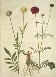 Cephalaria leucantha (hvitskalahode); Scabiosa atropurpurea (enkeblomst)
