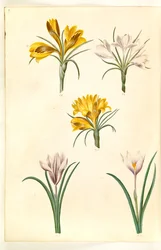 Crocus narrowfolius (Balkankrokus); Crocus versicolor (alpe-krokus); Vårkrokus (?) (vår-krokus)