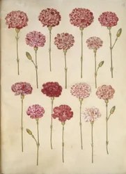 Dianthus caryophyllus (hagenellik)