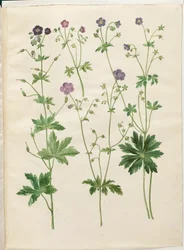 Geranium phaeum (bølgekronet storkenebb); Geranium sylvaticum (tømmerstorkenebb)