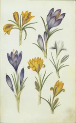 Engelsk: Krokus
