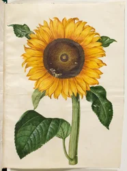 Helianthus annuus (vanlig solsikke)