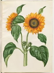 Helianthus annuus (vanlig solsikke)