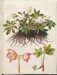 Helleborus niger (vanlig julerose)