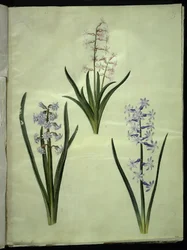 Orientalsk hyacint (Almindelig hyacinth)