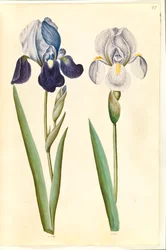 Iris ×germanica eller Iris ×sambucina (?) (hageiris eller hylleiris); Iris × germanica (hageiris)